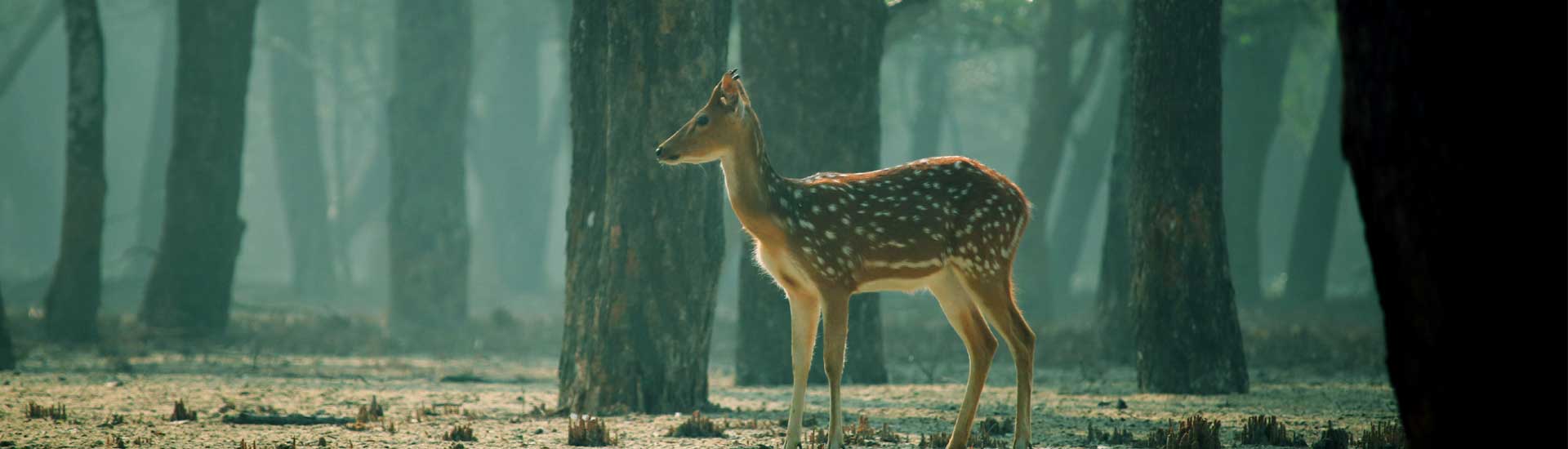 Escape to Sundarban: A Perfect 3 Days Nature Retreat