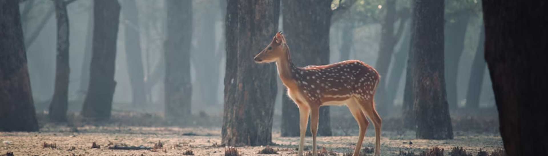 A Day in the Heart of the Sundarbans