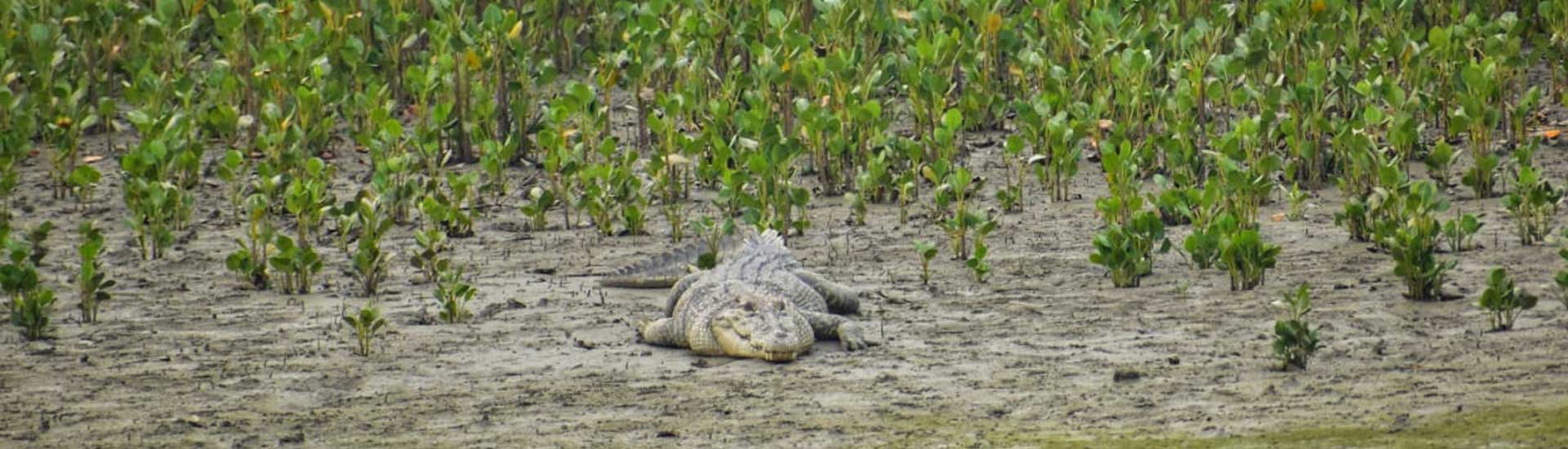 A Flexible Sundarban Trip