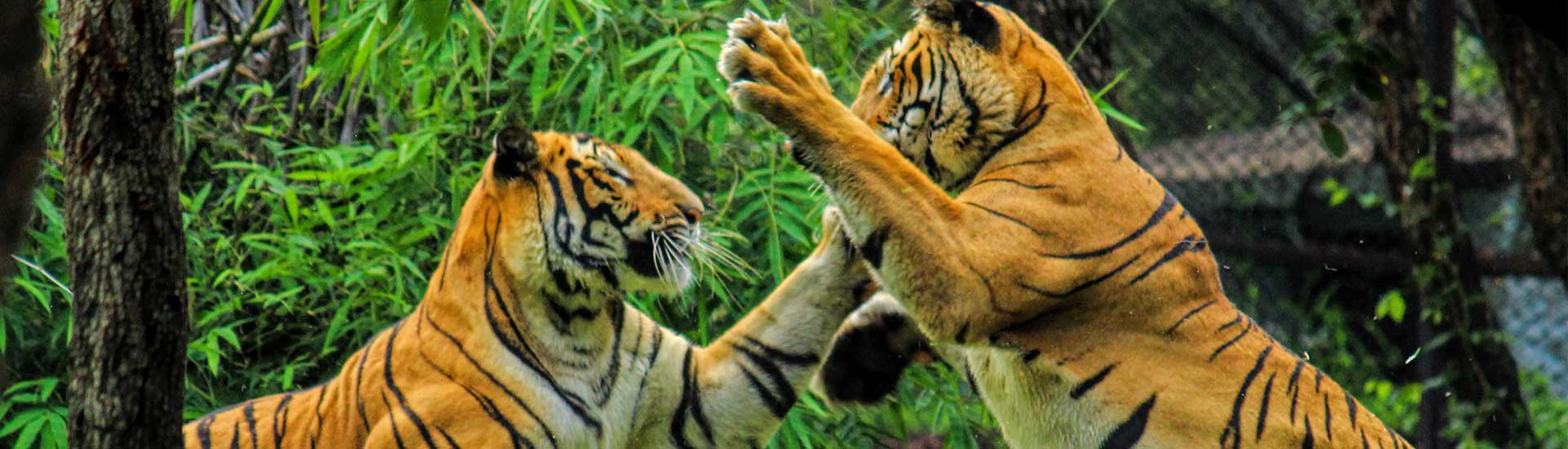 Some Interesting Facts about Royal Bengal Tigers