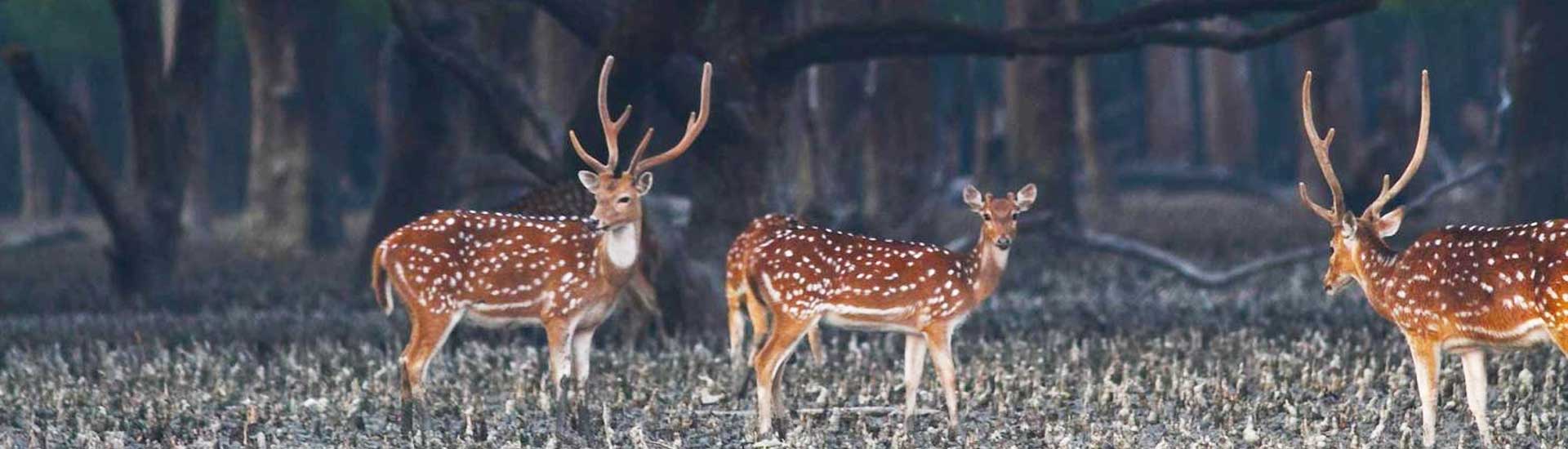 Sundarban Wild-Life Fun with great Happiness