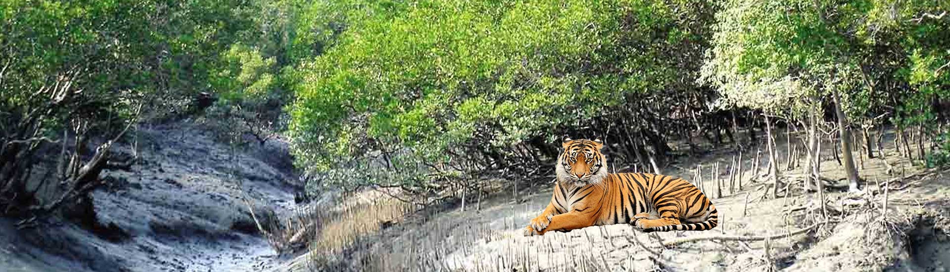 A Smooth Trip to Sundarban during Covid-19