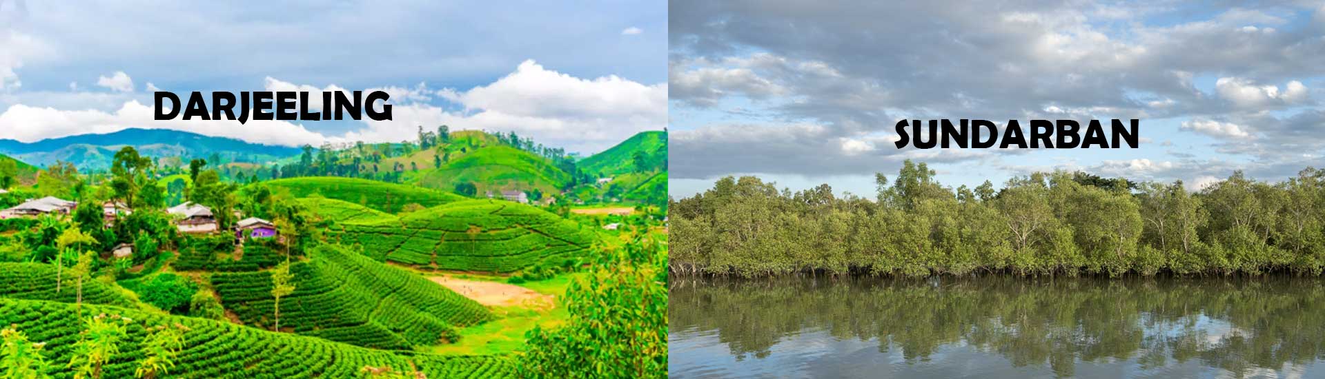 Where Should You Visit in 2021- Darjeeling or Sundarban?
