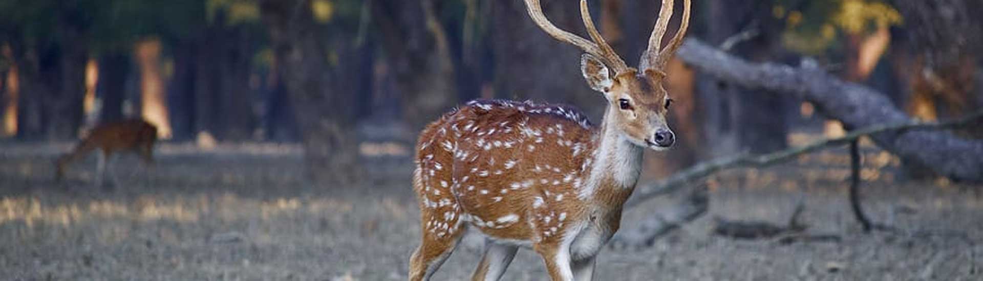 Fun You Can Do in Sundarban