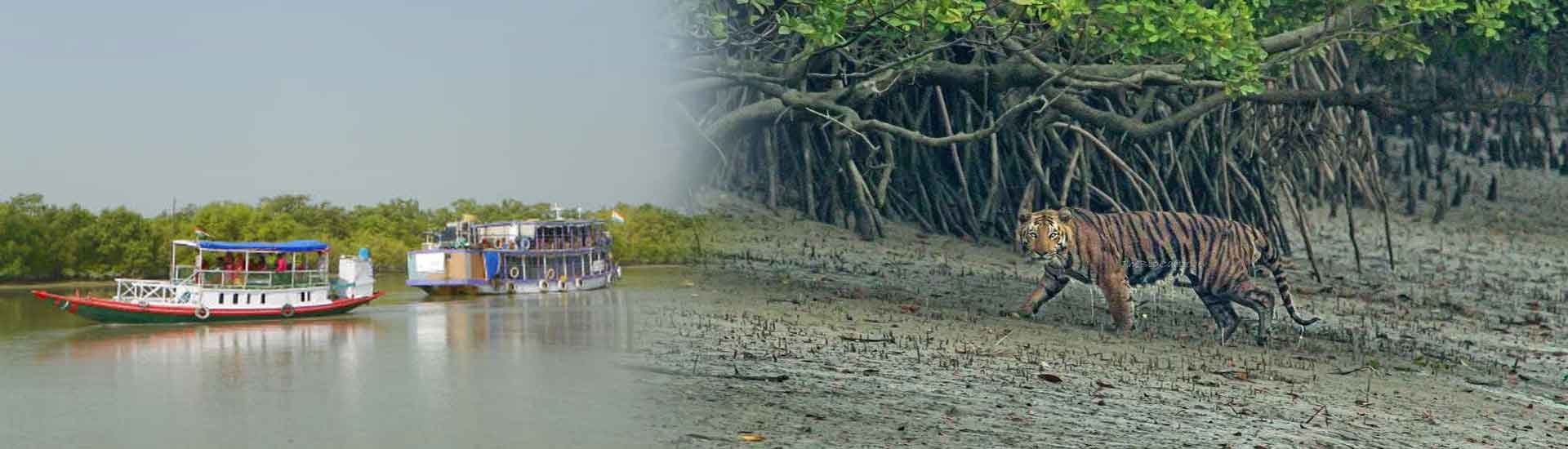 Sundarban Safari Experience: Boats, Tigers & Mangroves