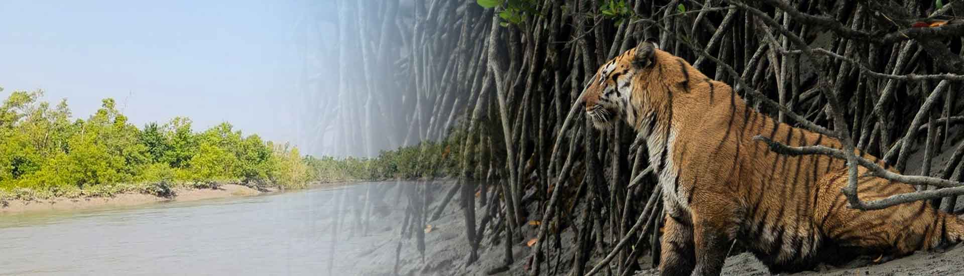 A Peaceful Escape Into The Wild Beauty of Sundarban